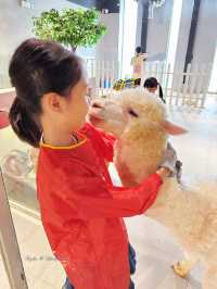 深圳小小室內動物園 — 餵草泥馬🦙、梅花鹿、孔雀🦚