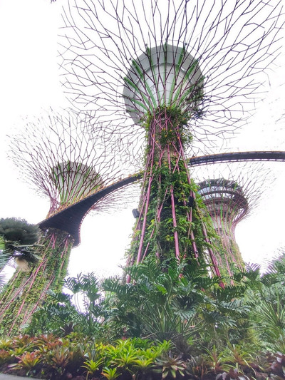 Singapore Tour  Gardens by the Bay, a floating Apple store, Singapore  Flyer, a design museum — beyond Marina Bay Sands hotel in Singapore's  Marina Bay - Telegraph India