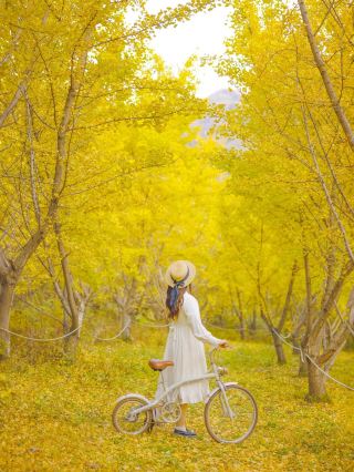 Yellow Tree Cafe, a ginkgo tree spot that can only be seen on weekends💛