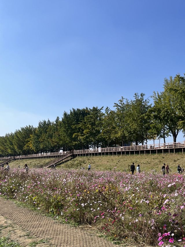 서울 근교 아산 산책하기 좋은 곡교천 은행나무길🍂