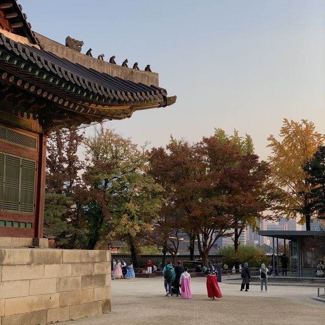고즈넉한 경복궁.. 가을에 더 예쁜거 아셨나요?🤎🍁