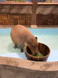 水豚、草泥馬、鴨子、鸚鵡⋯動物愛好者天堂! cafe Animeal