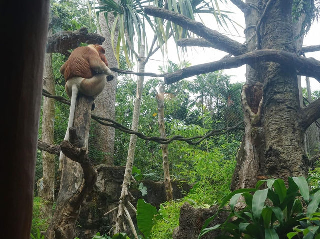 Singapore Zoo 🗺️