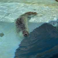 【ロケーション◎】秋田 男鹿 ホッキョクグマに会える！男鹿水族館GAO