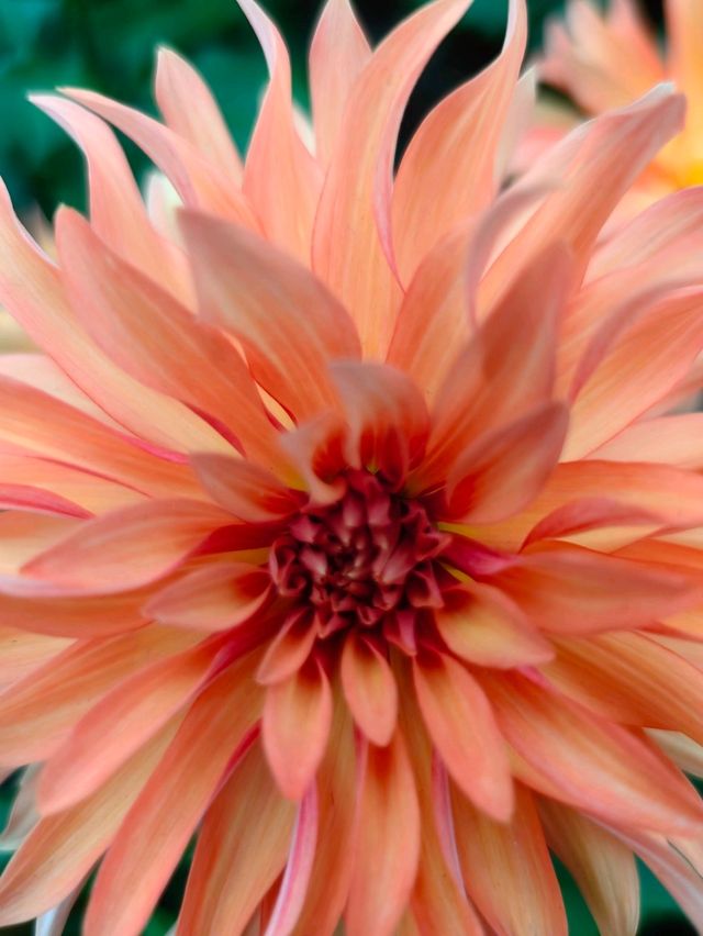 Dahlia Dreams 2024