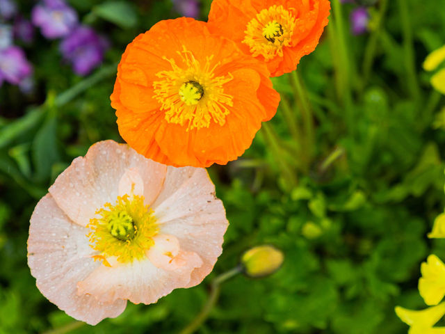 Acao Herb and Rose Garden