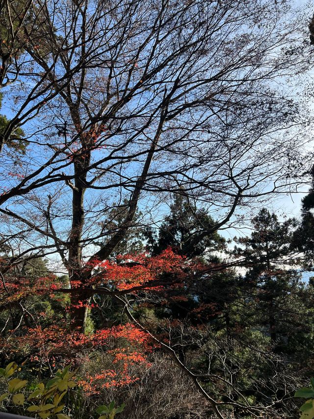 靈氣滿山 高尾山半日遊散策