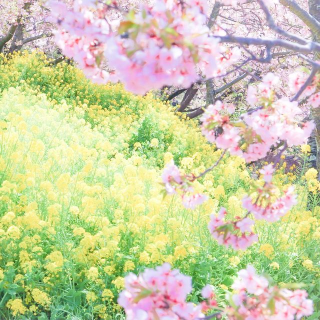 富士山×桜が絶景！神奈川のおすすめ桜スポット
