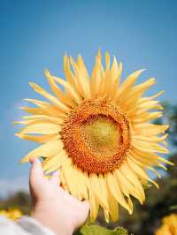 ไปถ่ายรูปกับดอกทานตะวันด้วยกันมั้ย🌻