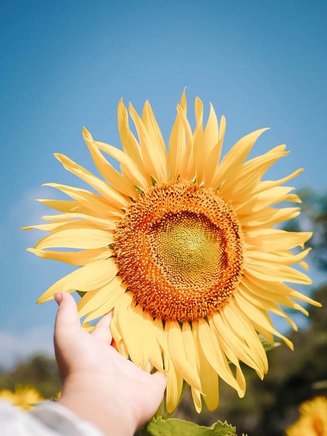 ไปถ่ายรูปกับดอกทานตะวันด้วยกันมั้ย🌻