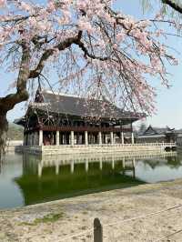 🇰🇷 1วัน เกาหลีไปไหนดี? 🌸ตอนพระราชวังเคียงบก🫧