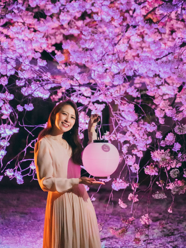 都会のオアシス🌸新宿御苑の桜