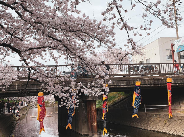 แม่น้ำโกโจ Iwakura (เทศกาลชมดอกซากุระ)🌸