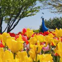 Tulip season in Korea