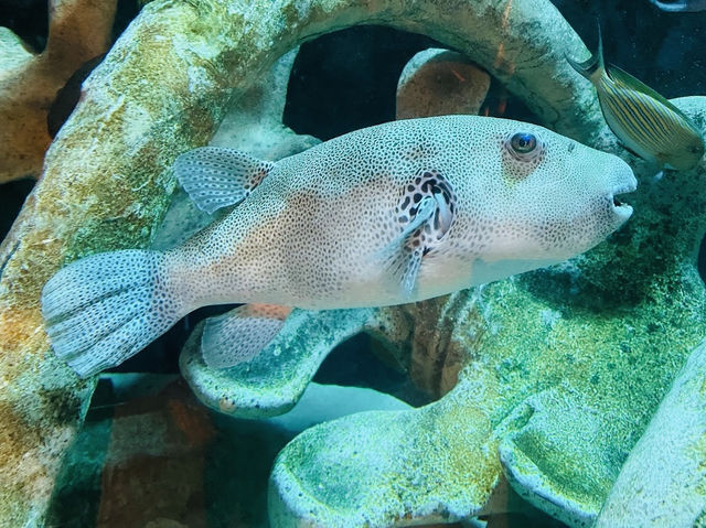 SEA LIFE Sydney Aquarium