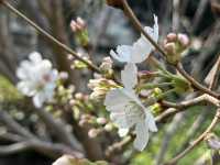 香港好去處 | 坐港鐵屯馬線去賞櫻(三) | 石門安景街公園