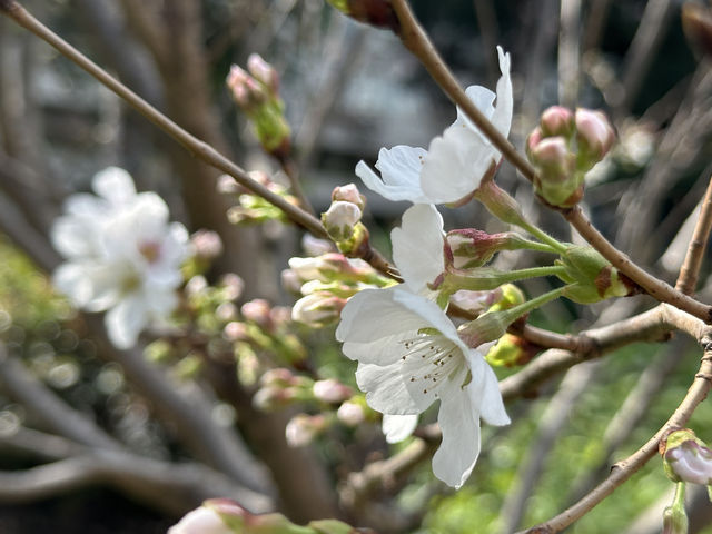 香港好去處 | 坐港鐵屯馬線去賞櫻(三) | 石門安景街公園