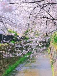 🌸哲學之道：京都山麓的春日漫步🌸