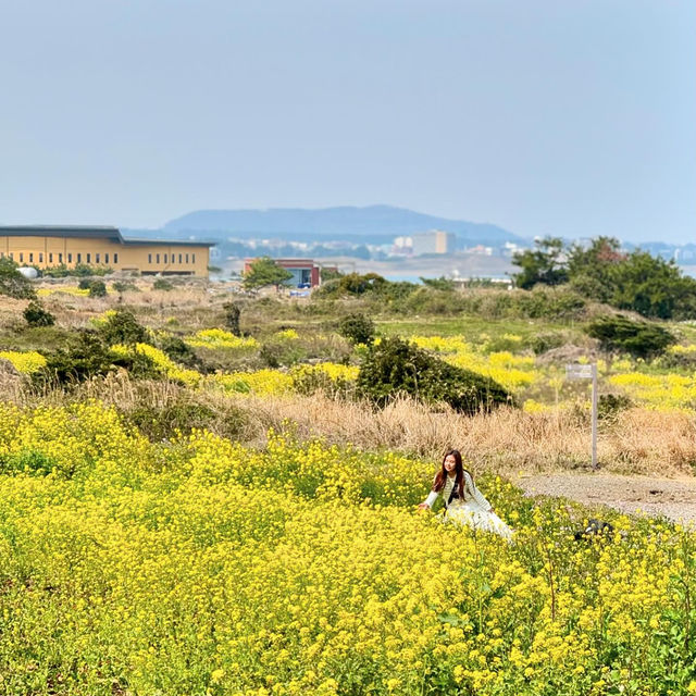 A Hidden Cafe in Jeju Island