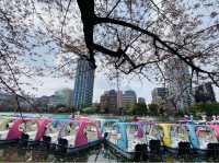 UENO PARK ในวันที่ซากุระบาน🌸