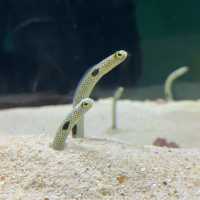 大阪の水族館といえばここ