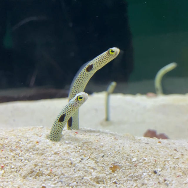 大阪の水族館といえばここ
