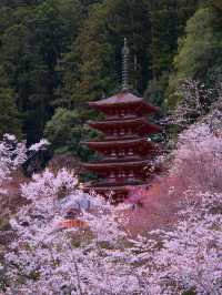 【奈良×桜】広大な境内をピンクに染める桜スポットを紹介🌸