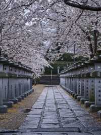 【奈良×桜】参道から本堂、展望台まで500本の桜が咲き誇るスポット🌸