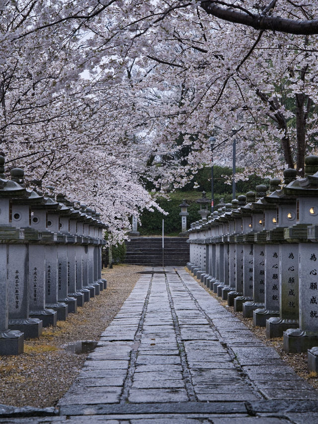 【奈良×桜】参道から本堂、展望台まで500本の桜が咲き誇るスポット🌸