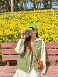 서산 유기방가옥 실시간 수선화 개화현황🌼