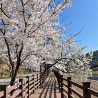 꼬불꼬불 긴 벚꽃 터널이 제일 예쁜 곳🌸