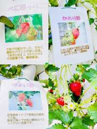 【週末おでかけ】日帰りリフレッシュ！マザー牧場で自然を満喫🍓🐮🌱