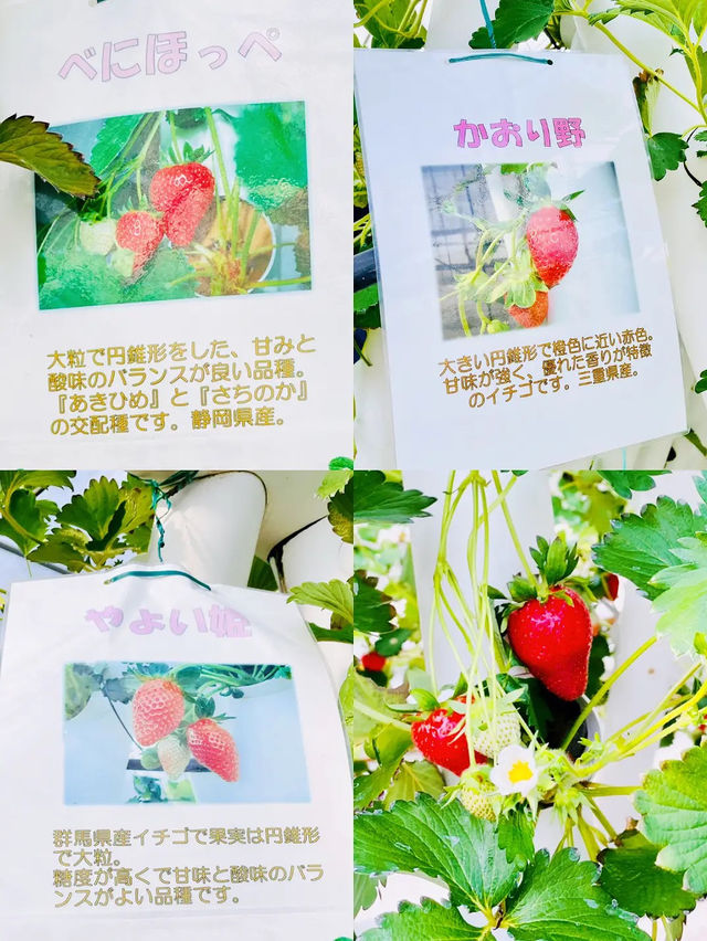 【週末おでかけ】日帰りリフレッシュ！マザー牧場で自然を満喫🍓🐮🌱