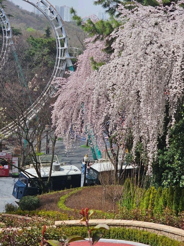 블라썸피크닉에서 봄데이트해요