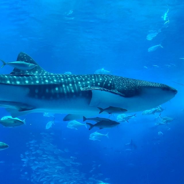 ジンベイザメを間近で見れる水族館⭐美ら海水族館⭐