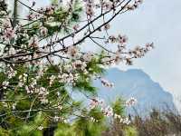 Cherry blossoms dotting the landscape.