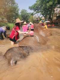 코끼리를 안고 쓰다듬고 씻겨줄수 있다?!🐘치앙마이 커쇼우 코끼리 캠프