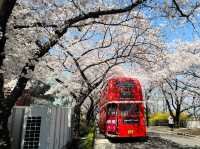 Lovely Cherry Blossom in Eworld