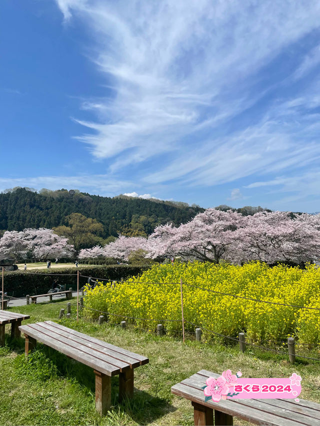 【奈良県】桜が美しい春の国営飛鳥歴史公園