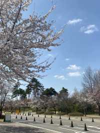 대전 벚꽃명소로 엑스포를 뺄 수 없죠!🌸💗