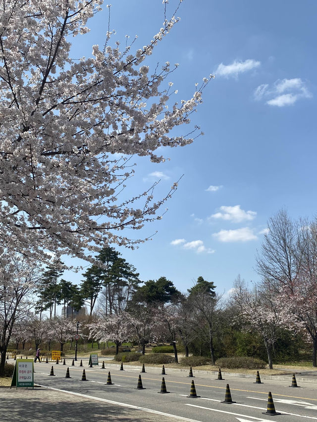 대전 벚꽃명소로 엑스포를 뺄 수 없죠!🌸💗