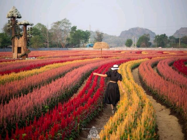 วิ่งเล่นท่ามกลางทุกดอกซิโรเซีย@กาญจนบุรี