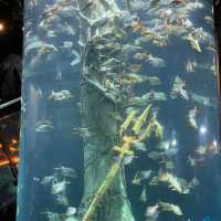 Exploring the Wonders of Aquaria KLCC 