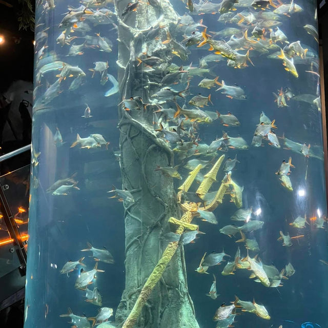 Exploring the Wonders of Aquaria KLCC 