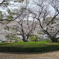 富津公園：春季賞櫻勝地，日本必遊景點