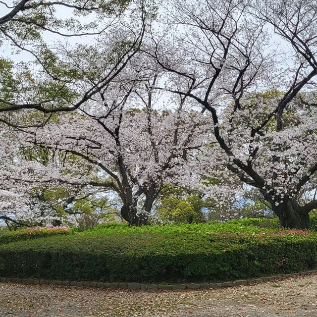 富津公園：春季賞櫻勝地，日本必遊景點