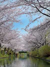 一度は乗りたい🚣‍♀️伏見十石舟☺️🌸🚣‍♀️