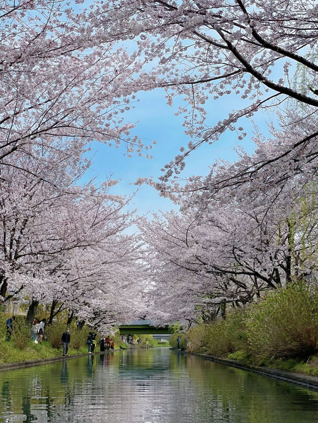 一度は乗りたい🚣‍♀️伏見十石舟☺️🌸🚣‍♀️