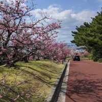【沖繩名護中央公園】2024年櫻花季，不容錯過