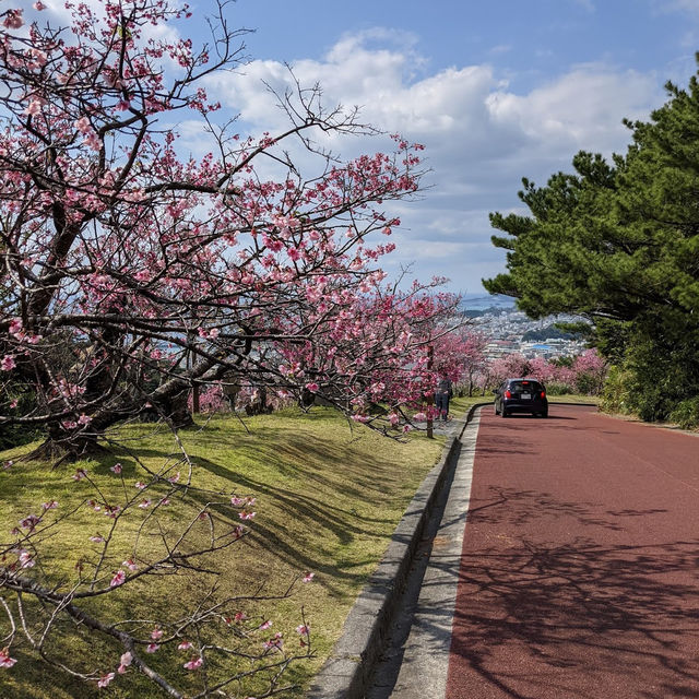 【沖繩名護中央公園】2024年櫻花季，不容錯過